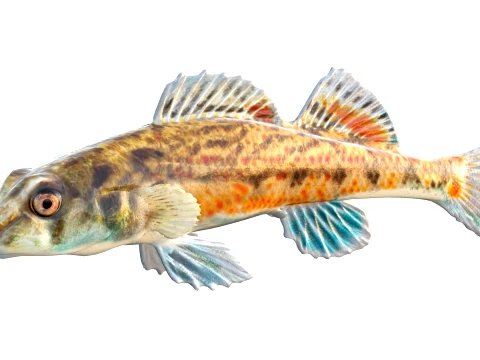 Darter Fish Collection 1-17 3D Model