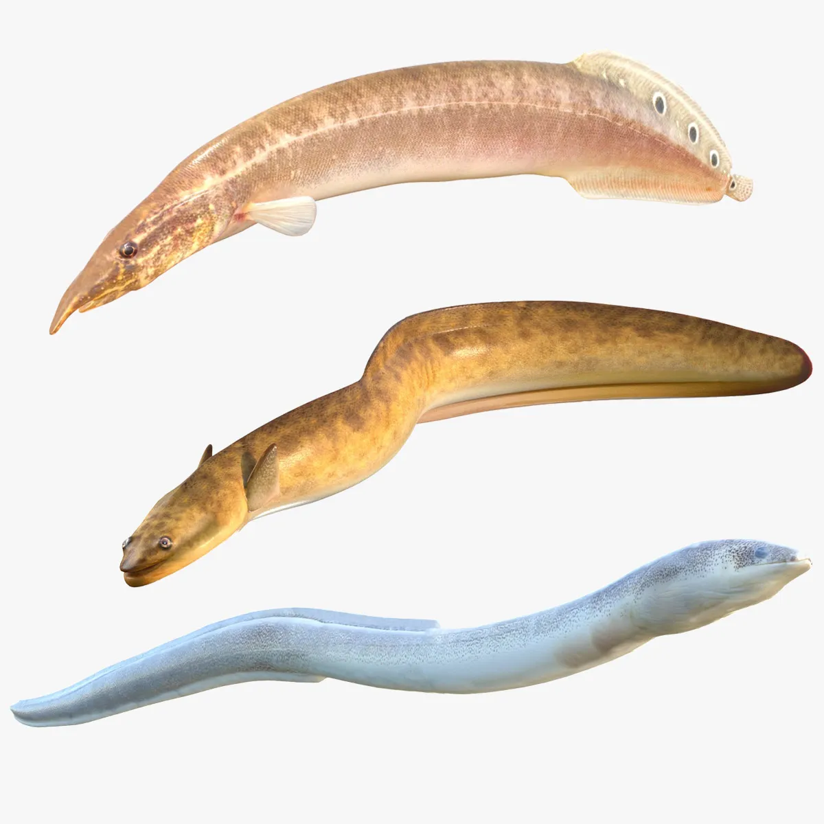 Eel Fish Collection 3D Model .c4d .max .obj .3ds .fbx .stl .blend 
