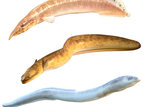 Eel Fish Collection 3D Model