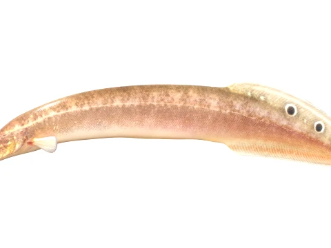 Eel Fish Collection 3D Model