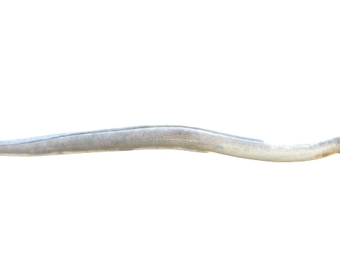 Eel Fish Collection 3D Model