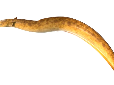 Eel Fish Collection 3D Model