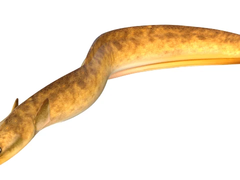 Eel Fish Collection 3D Model