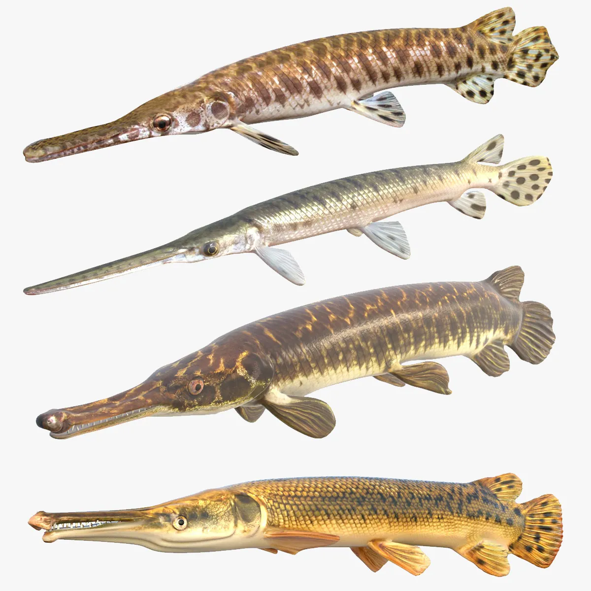 Gar Fish Collection 3D Model .c4d .max .obj .3ds .fbx .stl .blend 