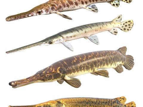 Gar Fish Collection 3D Model