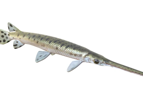 Gar Fish Collection 3D Model