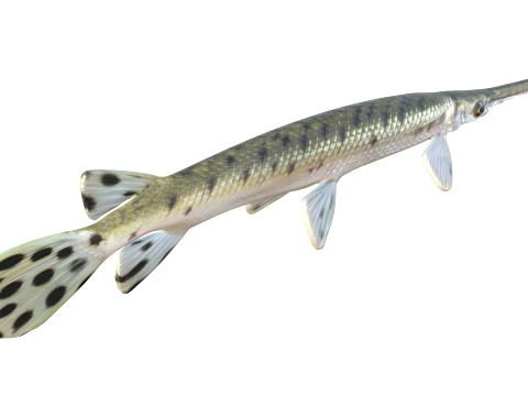 Gar Fish Collection 3D Model