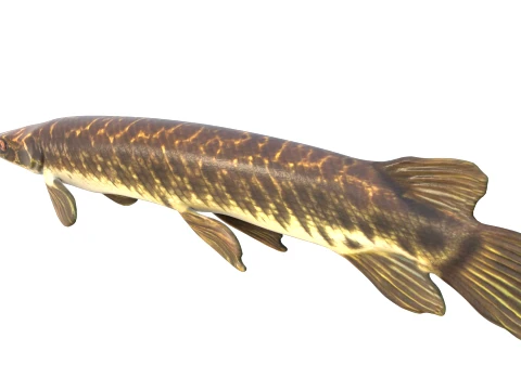 Gar Fish Collection 3D Model