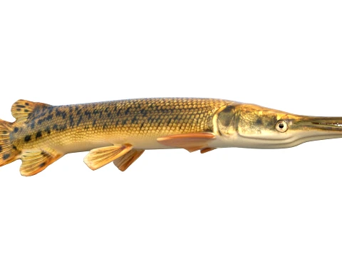 Gar Fish Collection 3D Model