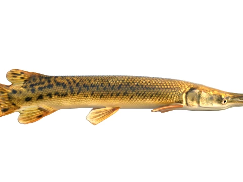 Gar Fish Collection 3D Model