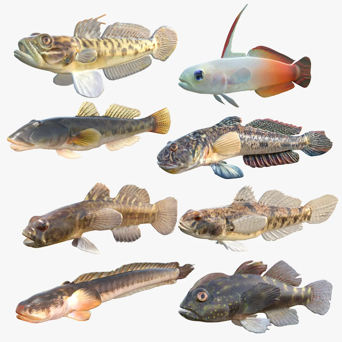 Goby Fishes Collection 1-8 3D Model .c4d .max .obj .3ds .fbx .stl .blend