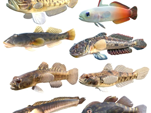 Goby Fishes Collection 1-8 3D Model