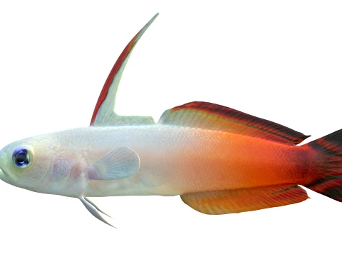 Goby Fishes Collection 1-8 3D Model