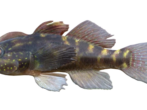 Goby Fishes Collection 1-8 3D Model