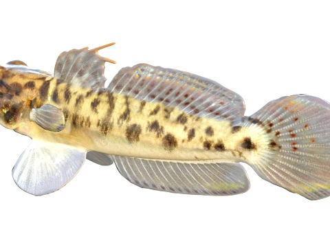 Goby Fishes Collection 1-8 3D Model