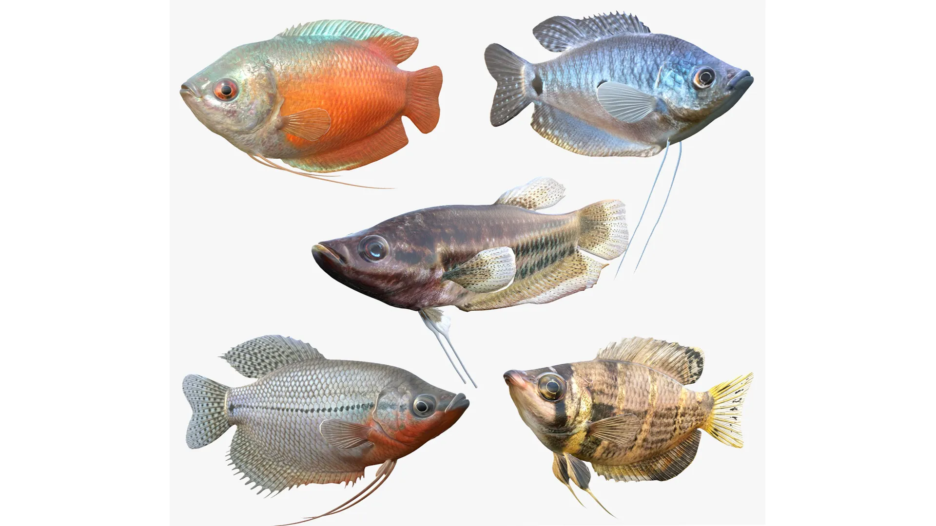 Gourami Fish Collection 3D Model .c4d .max .obj .3ds .fbx .stl .blend