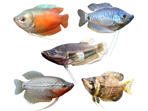 Gourami Fish Collection 3D Model