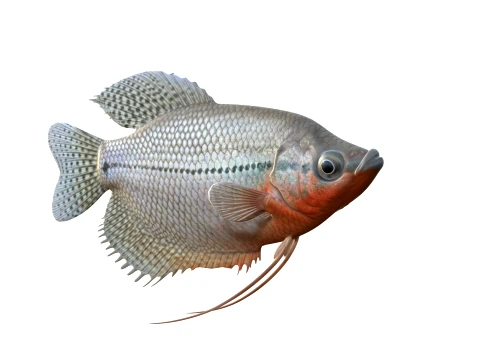 Gourami Fish Collection 3D Model