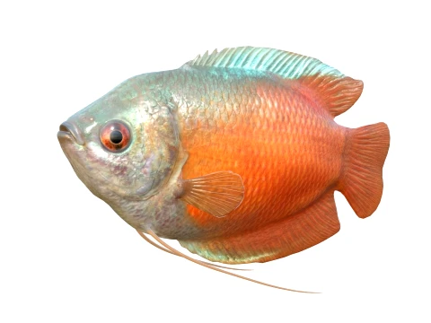 Gourami Fish Collection 3D Model