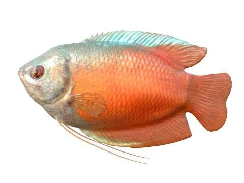 Gourami Fish Collection 3D Model
