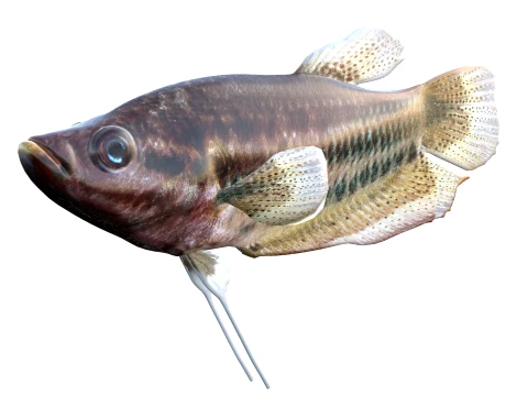 Gourami Fish Collection 3D Model