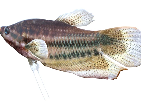Gourami Fish Collection 3D Model