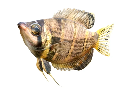 Gourami Fish Collection 3D Model