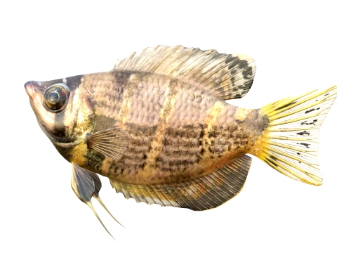 Gourami Fish Collection 3D Model