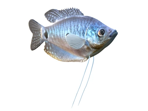 Gourami Fish Collection 3D Model
