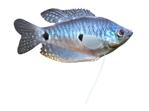 Gourami Fish Collection 3D Model