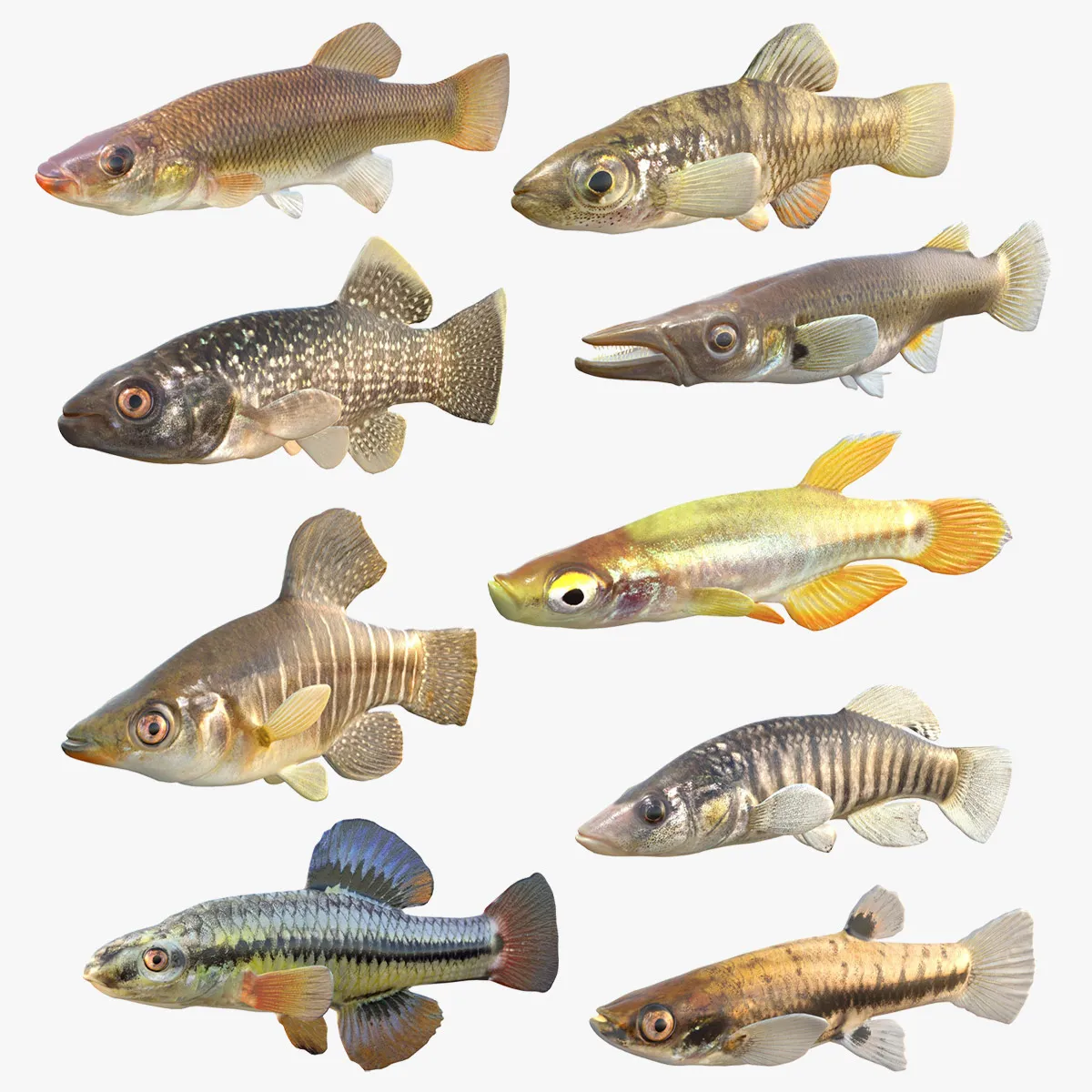 Killifish Collection 1-9 3D Model .c4d .max .obj .3ds .fbx .stl .blend
