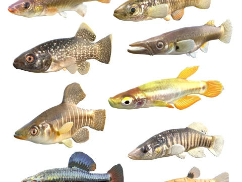 Killifish Collection 1-9 3D Model