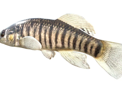 Killifish Collection 1-9 3D Model