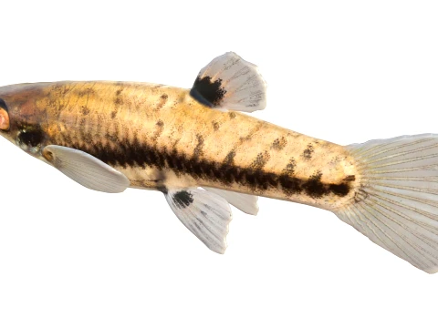 Killifish Collection 1-9 3D Model