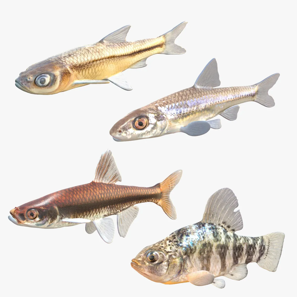 Minnow Fish Collection 3D Model .c4d .max .obj .3ds .fbx .stl .blend