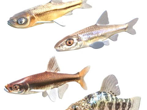 Minnow Fish Collection 3D Model