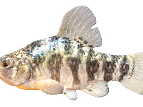 Minnow Fish Collection 3D Model