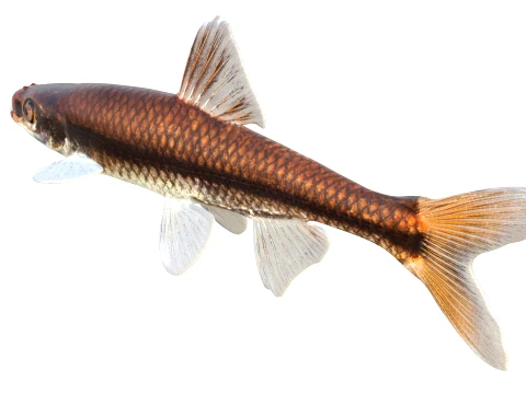 Minnow Fish Collection 3D Model