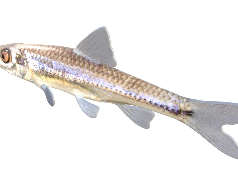 Minnow Fish Collection 3D Model