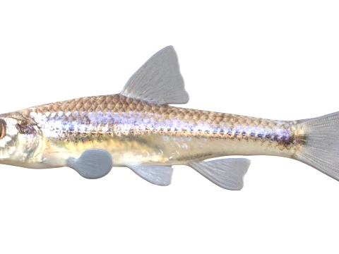 Minnow Fish Collection 3D Model