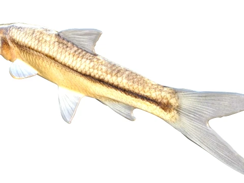Minnow Fish Collection 3D Model