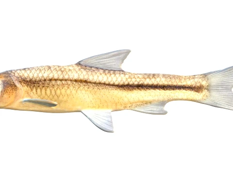 Minnow Fish Collection 3D Model