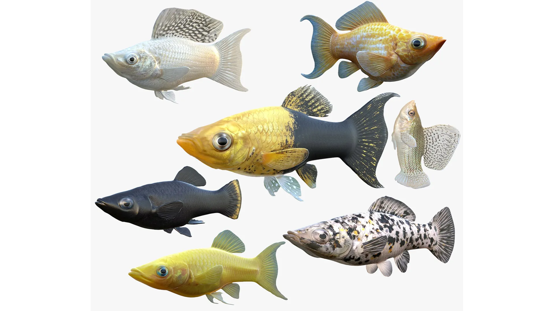 Molly Fish Collection 3D Model .c4d .max .obj .3ds .fbx .stl .blend