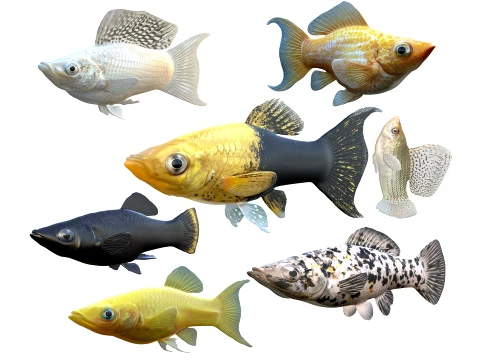 Molly Fish Collection 3D Model
