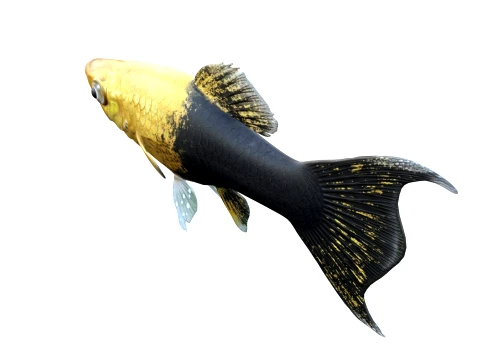 Molly Fish Collection 3D Model