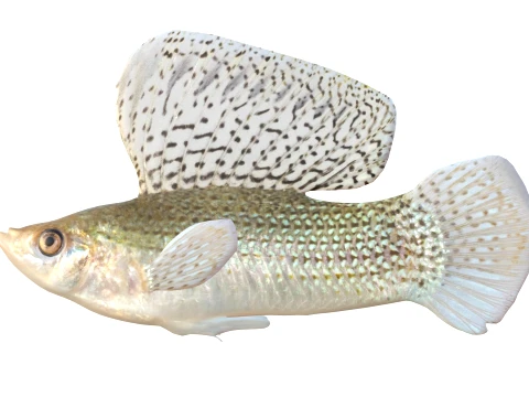 Molly Fish Collection 3D Model
