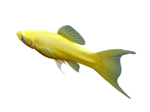 Molly Fish Collection 3D Model