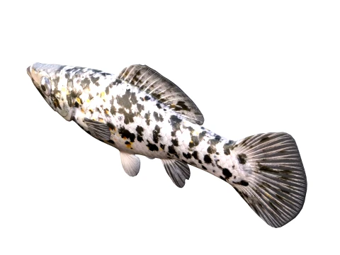 Molly Fish Collection 3D Model