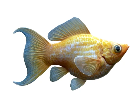 Molly Fish Collection 3D Model