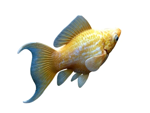 Molly Fish Collection 3D Model